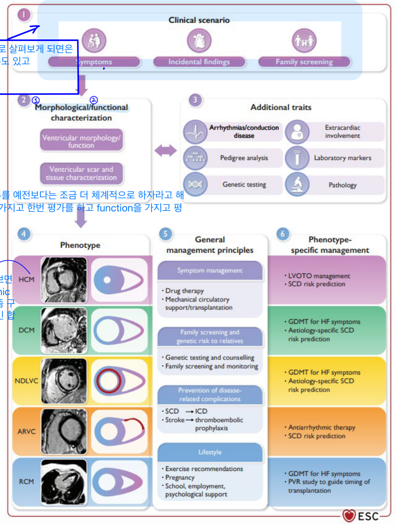 2023 ESC 심근병증 분류 — 형태·기능 traits로 phenotype 분류하는 도해