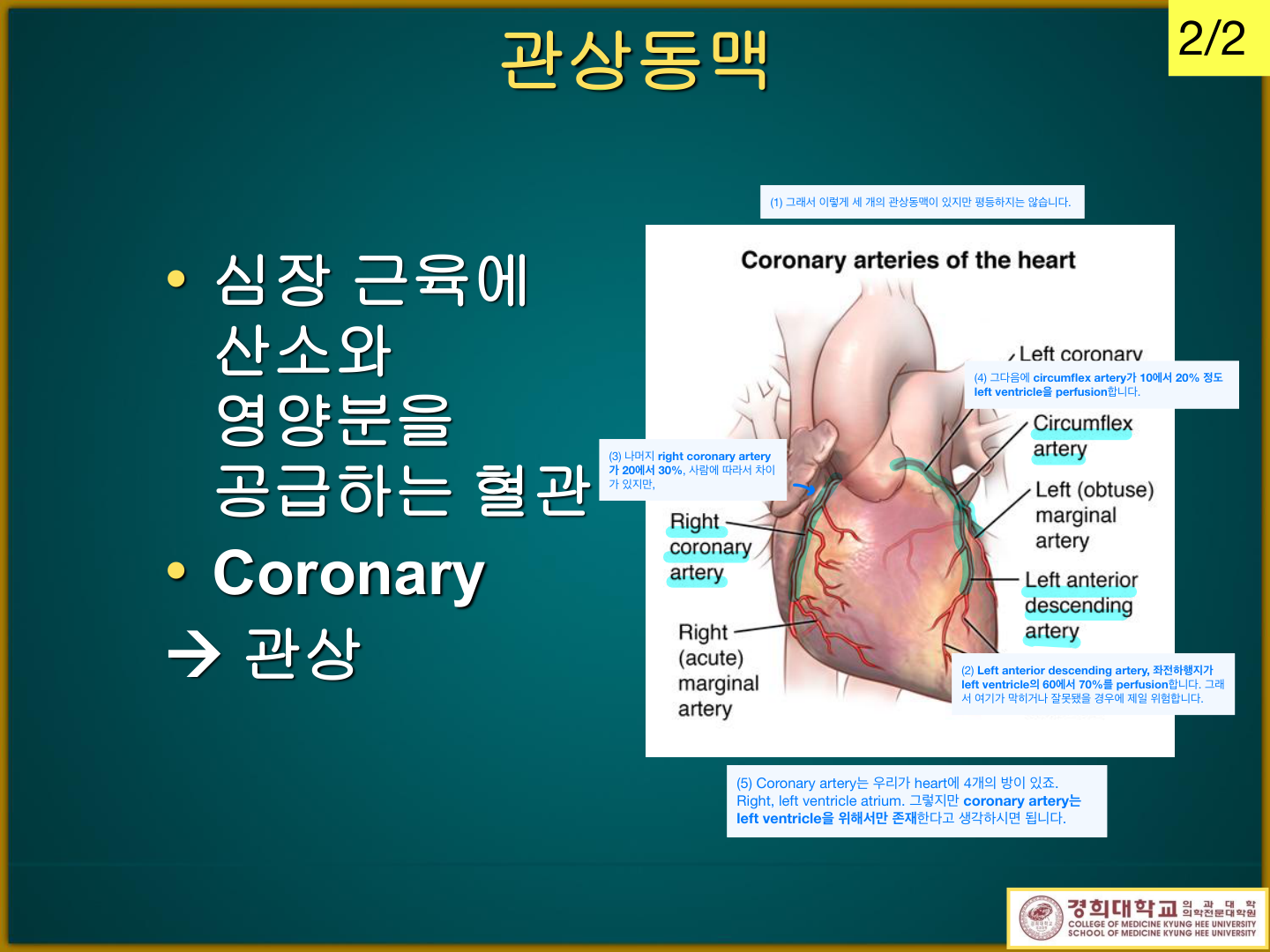 심장 관상동맥 해부 도해 — RCA·LAD(좌전하행지)·LCx(좌회선지)·diagonal·marginal 분지