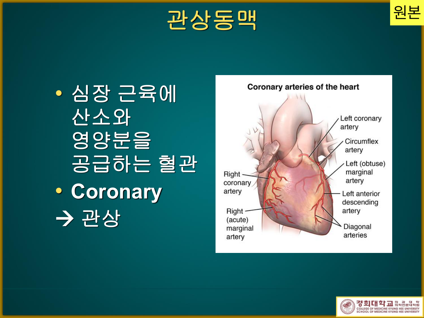 Coronary arteries of the heart — RCA·LAD·LCx 및 분지 주행(원본)