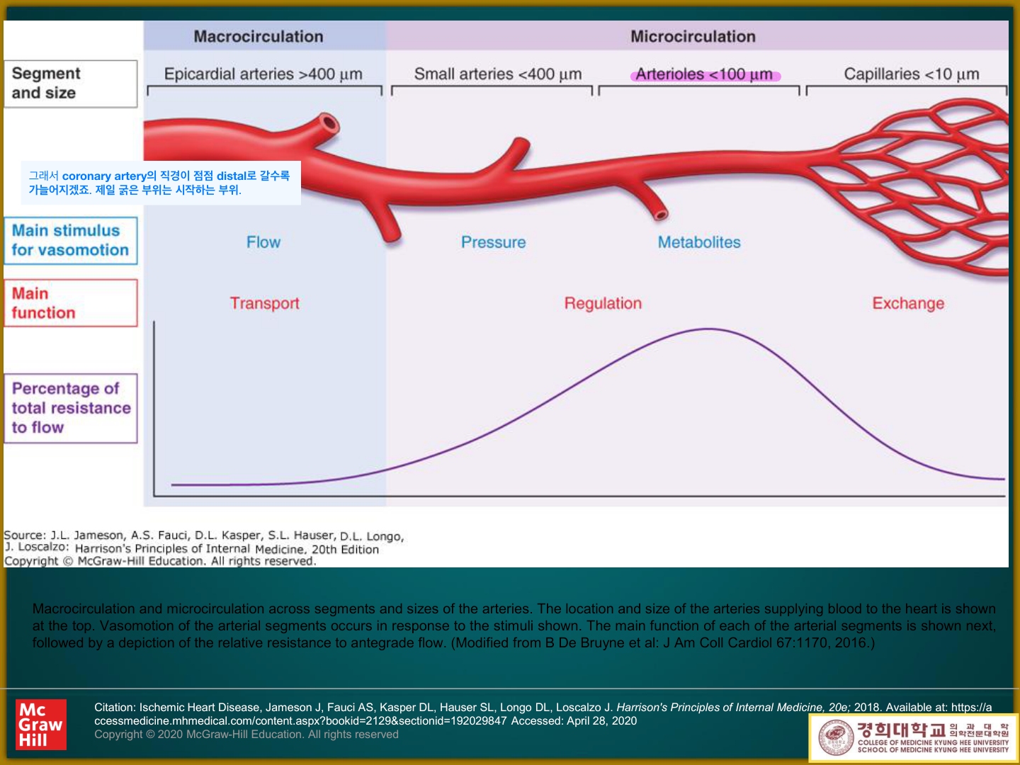 Harrison: macrocirculation(epicardial artery)→microcirculation(arteriole) 분절별 직경·기능