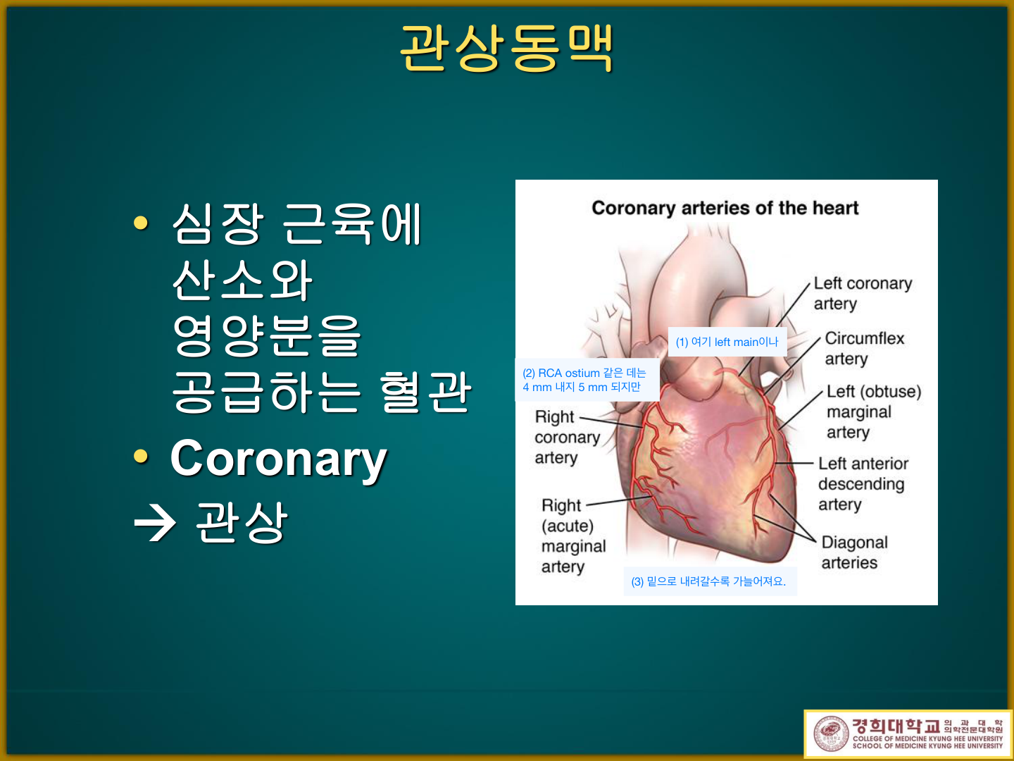 관상동맥 주행 — 근위부는 굵고 말초로 갈수록 가늘어짐