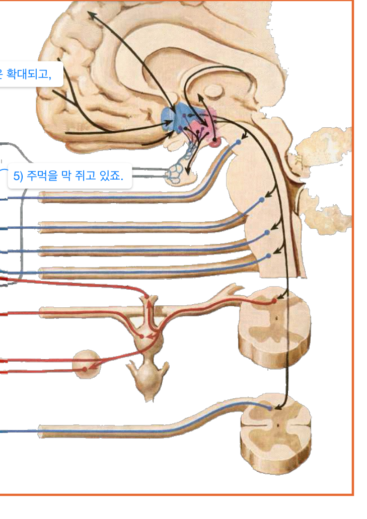 전신 자율신경계 도해 — 교감/부교감 신경이 심장·폐·동공·소화기 등으로 분포.