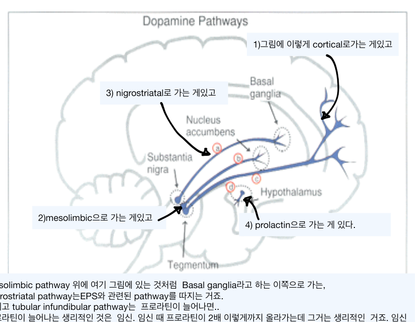 4 dopamine pathway 해부 도해 — a:흑질선조체(EPS) b:중변연계(양성) c:중피질계(음성) d:결절누두(프로락틴)