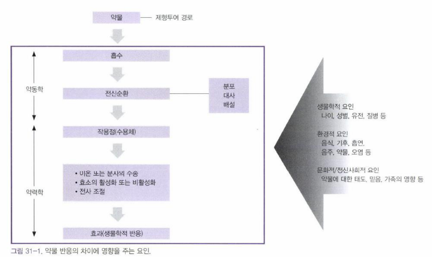 약물반응 흐름 도해 — 약동학(흡수·분포·대사·배설)과 약역학(수용체 작용), 반응에 영향을 주는 요인