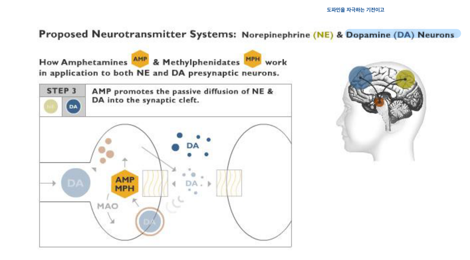 자극제 작용기전 도해 — NE/DA presynaptic neuron (개요)
