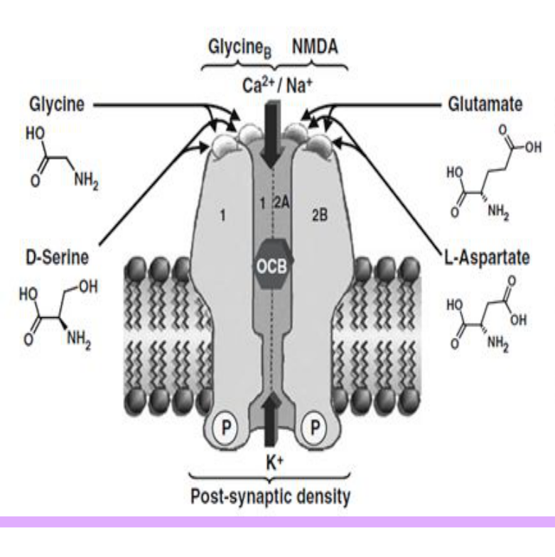 NMDA receptor 구조 도해 (glutamate/glycine/Ca²⁺ 통로)