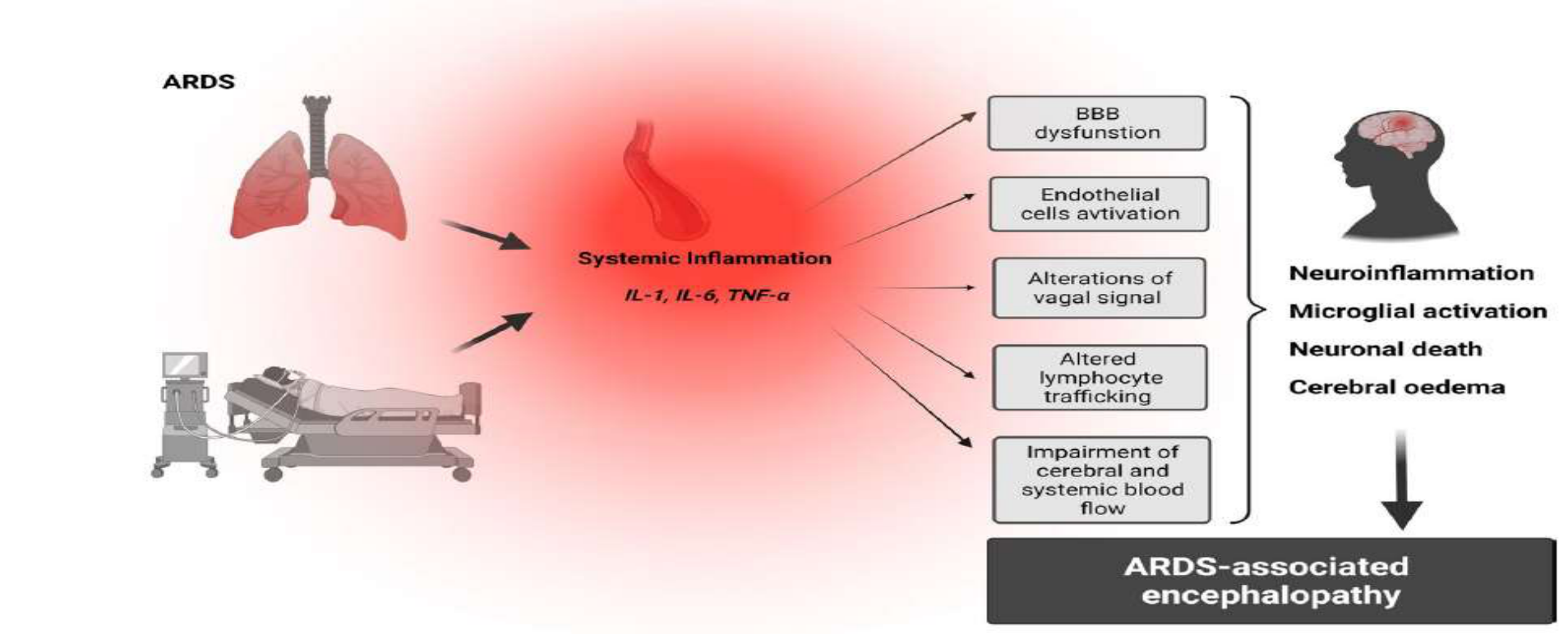 ARDS 연관 secondary brain injury 기전 (Eur J Med Res 2022)